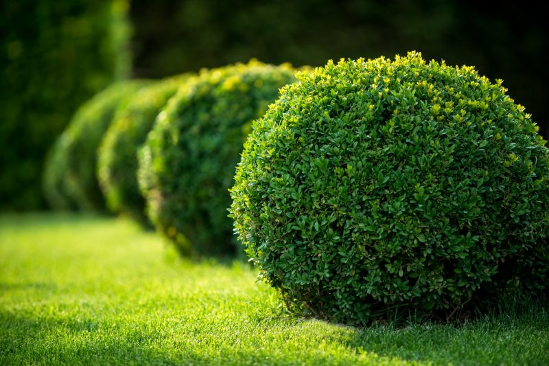 Boxwood Planting in Honolulu, HI