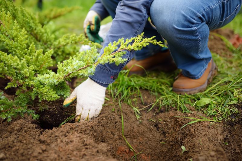 Japanese Maple Planting in Honolulu, HI